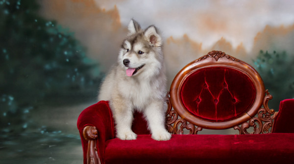 Husky puppy dog at studio portrait