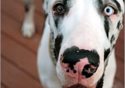 Up close face shot of a great dane dog with heterochromia eyes