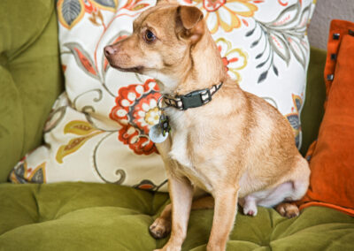 Chihuahua mix, little brown dog on a green couch and floral pillow for an indoor session