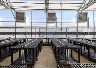 Rows of plastic tables for plants in the commercial greenhouse